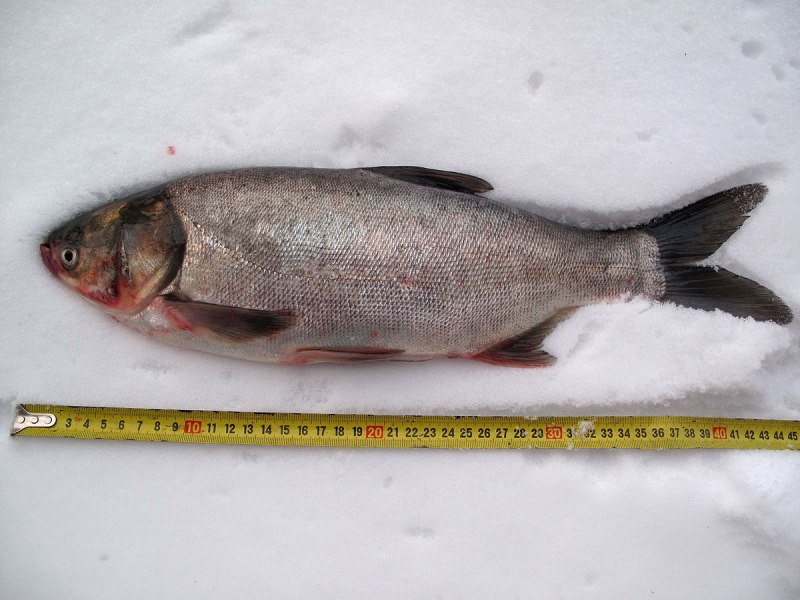 Толстолобик Hypophthalmichthys
