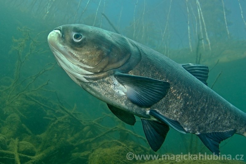 Пёстрый толстолобик (Hypophthalmichthys Nobilis)