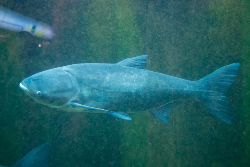 Толстолобик Hypophthalmichthys