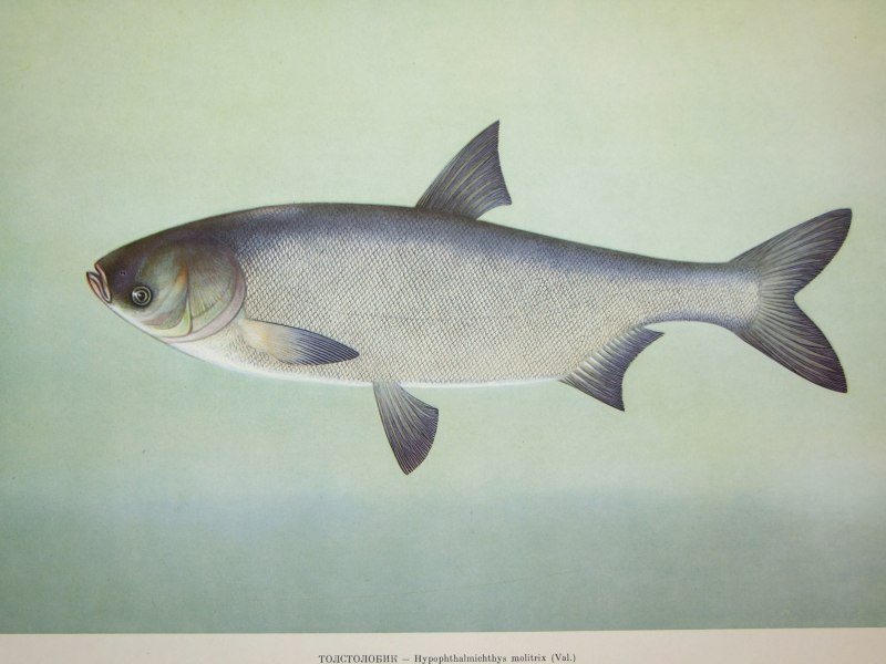 Белый толстолобик Hypophthalmichthys molitrix