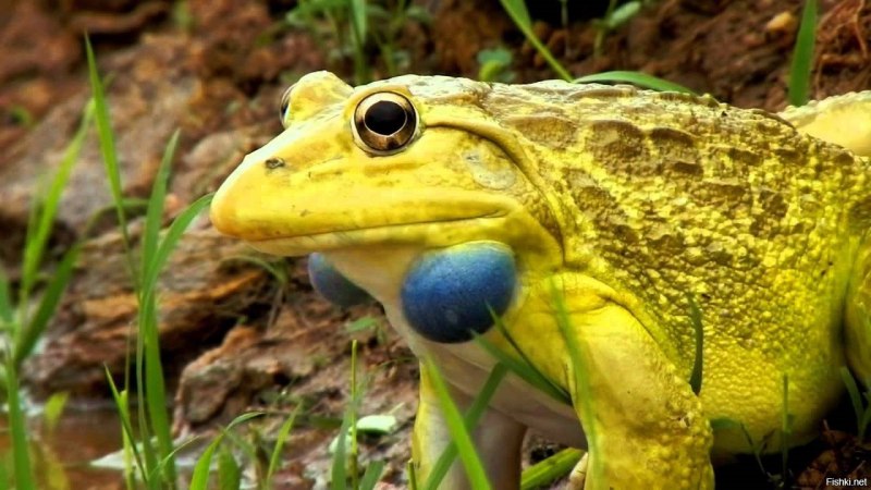 Hoplobatrachus tigerinus