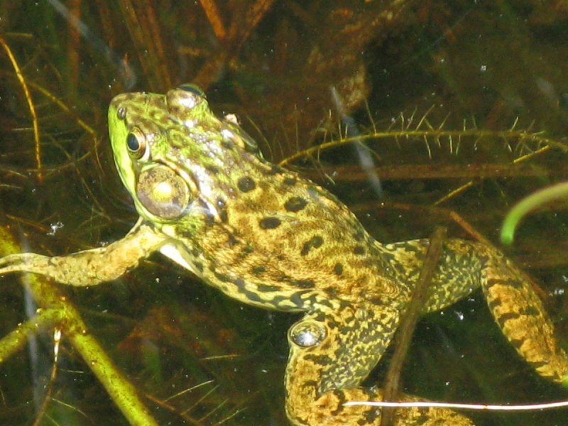 Тигровая лягушка Hoplobatrachus tigerinus