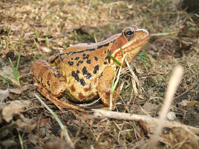 Hoplobatrachus tigerinus