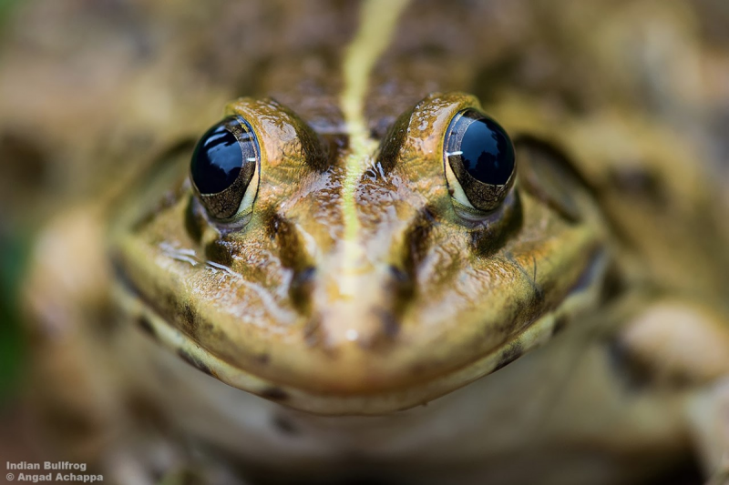Hoplobatrachus tigerinus