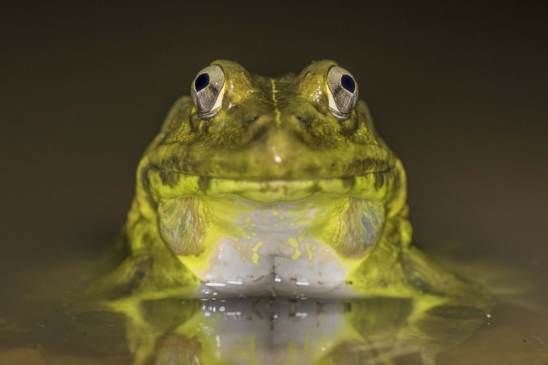 Hoplobatrachus tigerinus