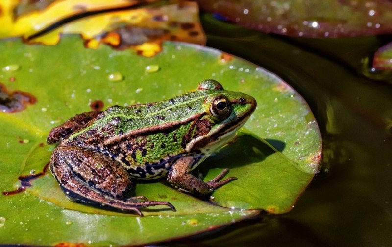 Филломедуза Phyllomedusa tomopterna