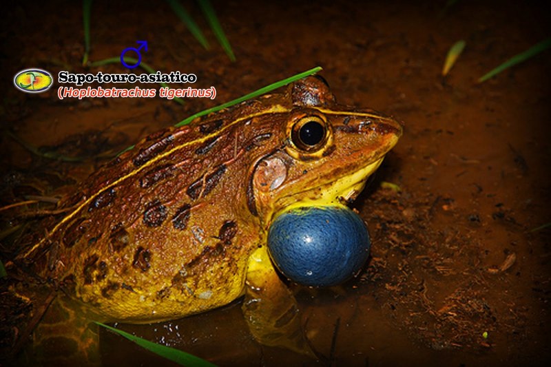 Тигровая лягушка Hoplobatrachus tigerinus
