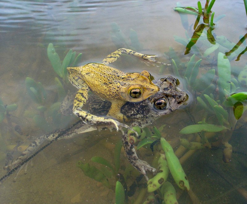 Африканский водонос лягушка