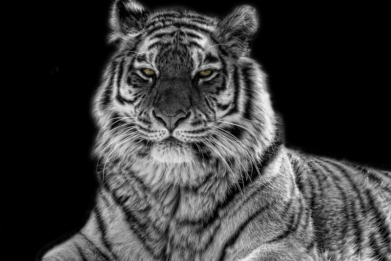 Бело черный тигр (58 фото)