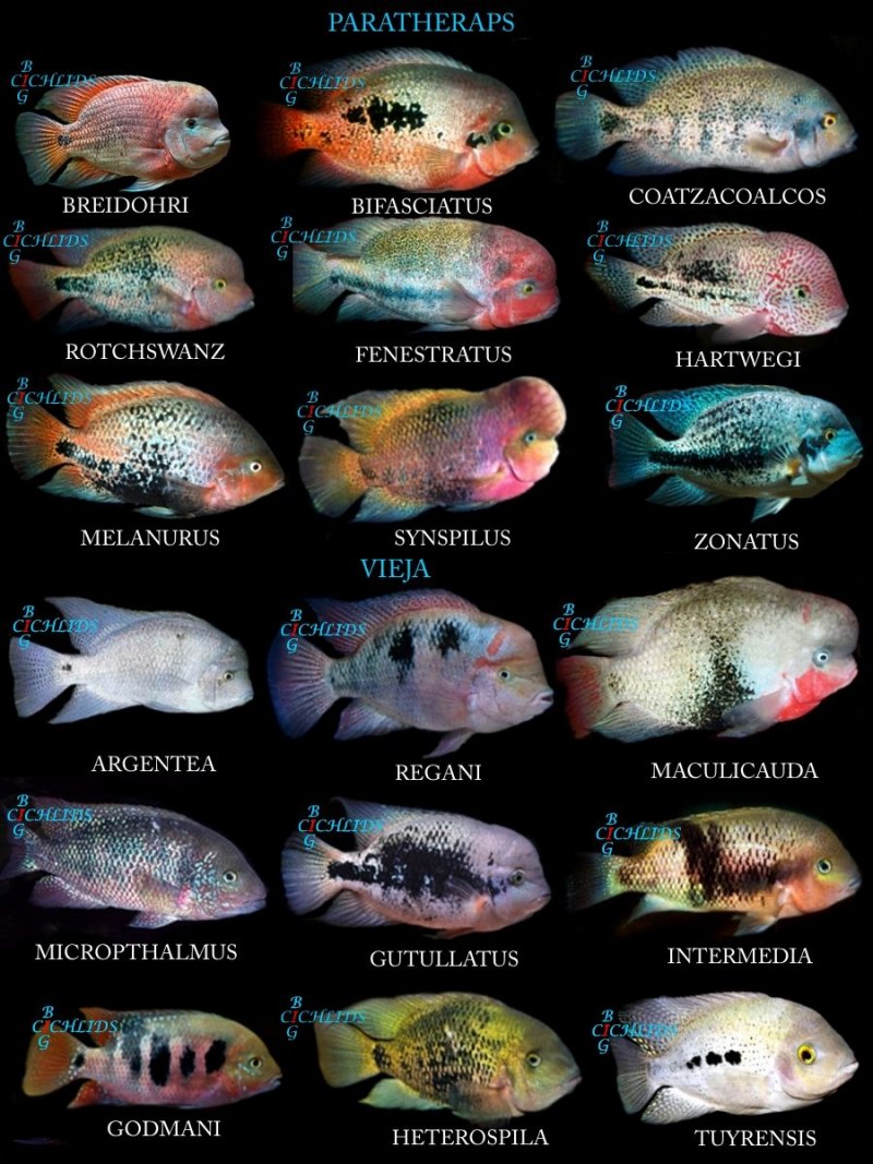 Цихлазома Бриллиантовая - (Cichlasoma cyanoguttatum)
