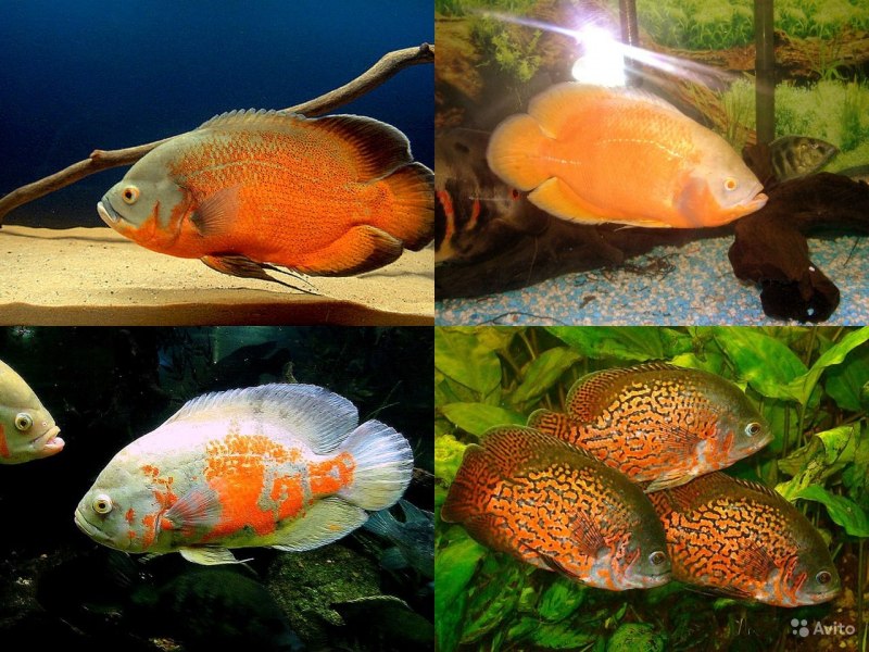 Redhead Cichlid vieja