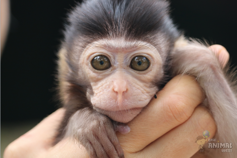 Macaca Sylvanus