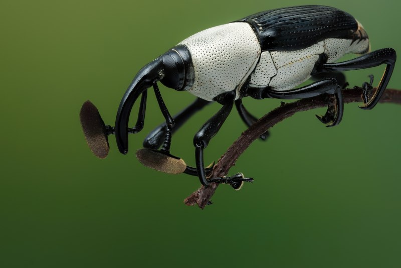 Кальмар Lolliguncula Brevis