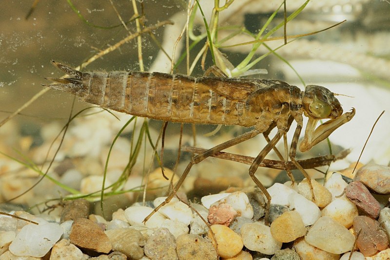 Морские желуди ракообразные