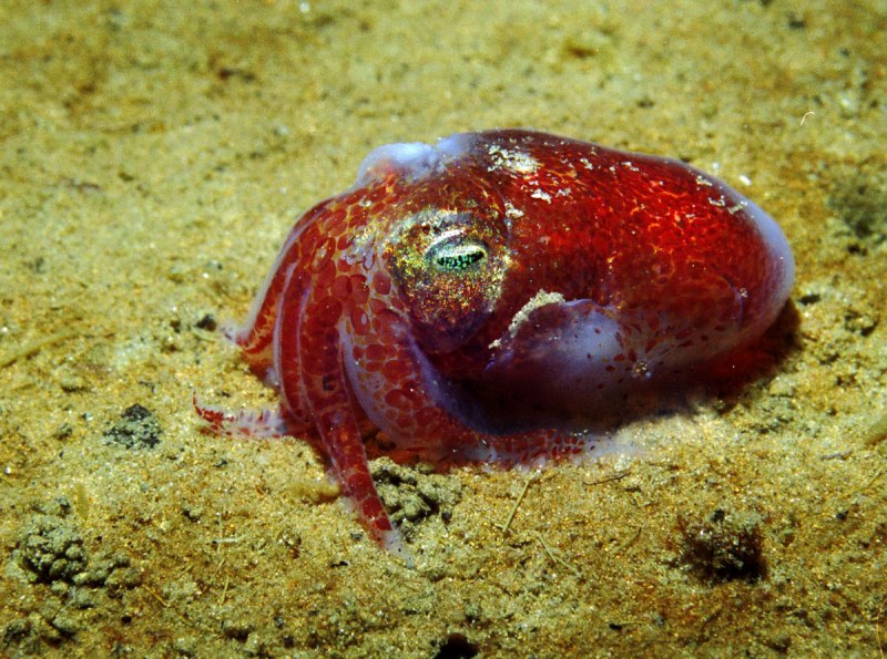 Кальмар Lolliguncula Brevis