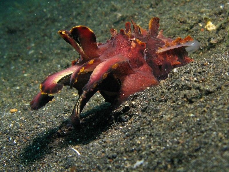 Sepia SP
