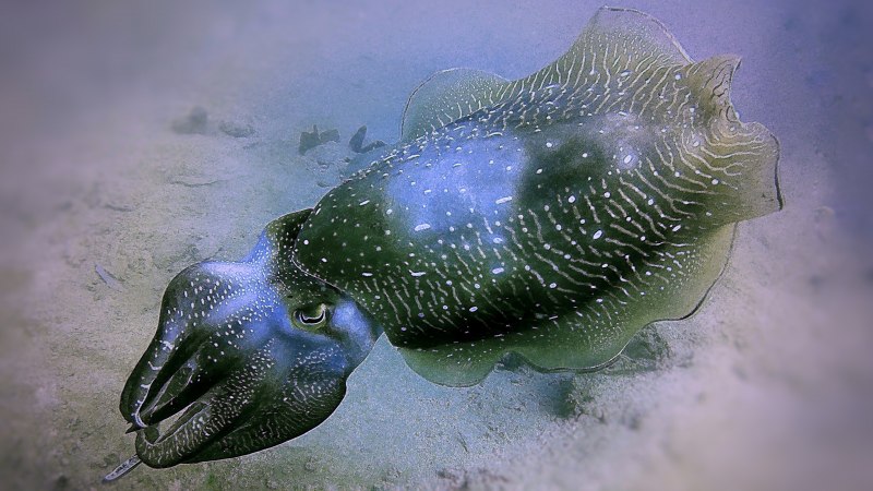 Кальмар Lolliguncula Brevis