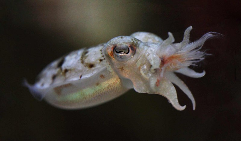 Sepioteuthis lessoniana