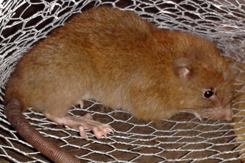 Neotoma cinerea