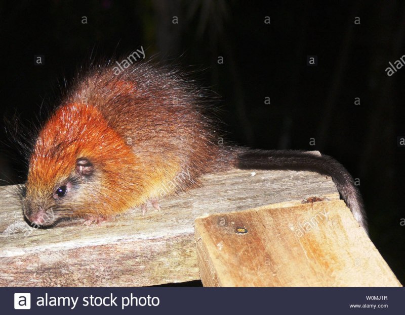 Santamartamys rufodorsalis