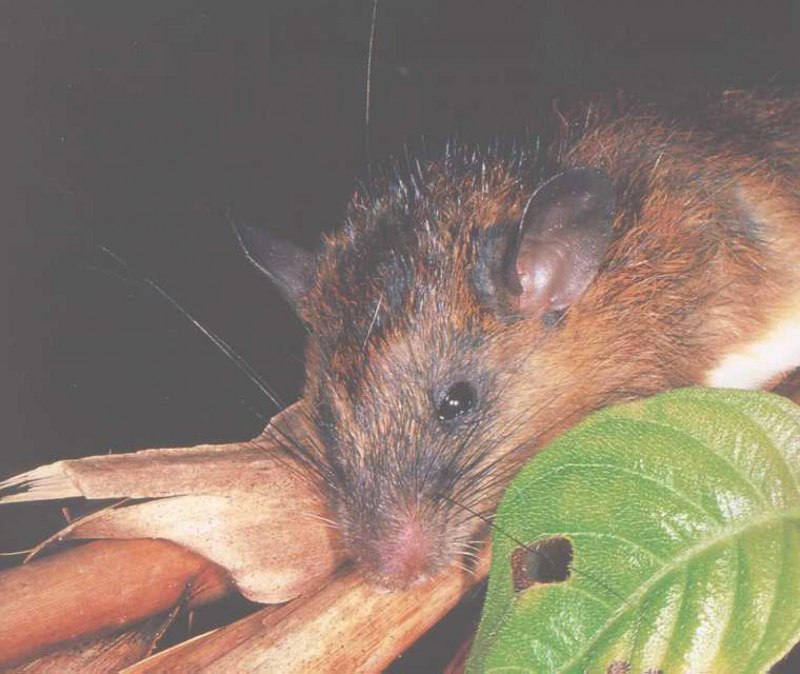 Santamartamys rufodorsalis