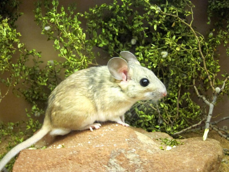 Neotoma lepida
