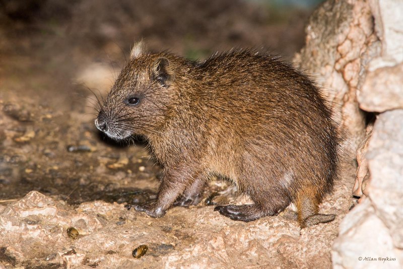 Dwarf cloud rats