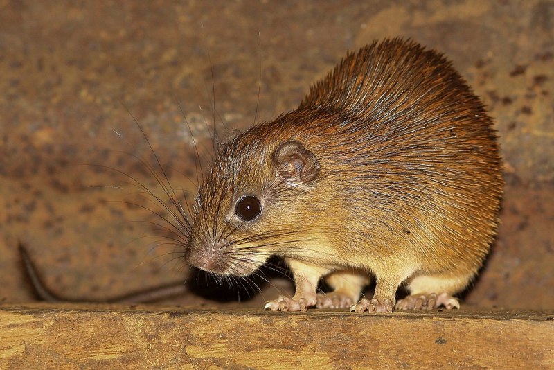Peromyscus leucopus