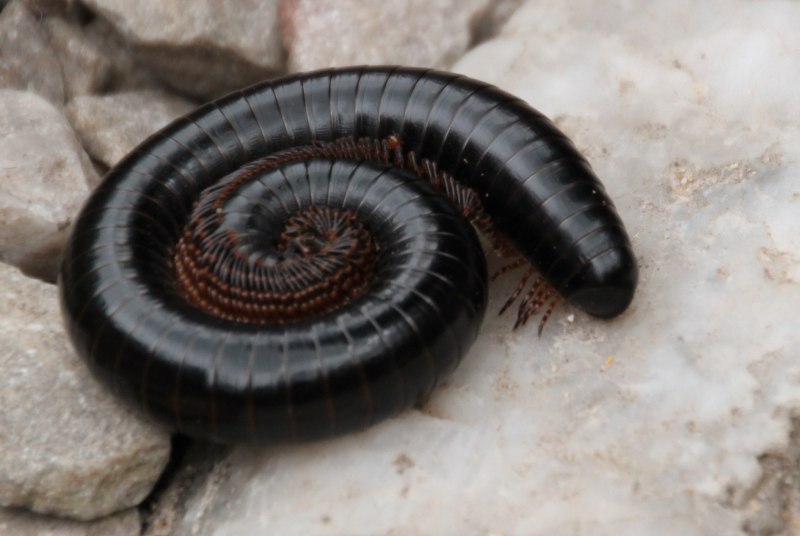 Гигантский кивсяк Archispirostreptus Gigas