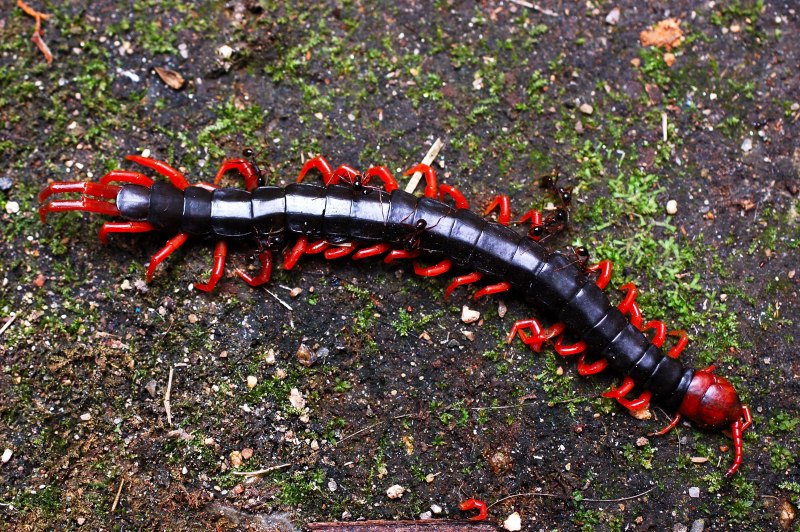 Многоножка Millipede красная