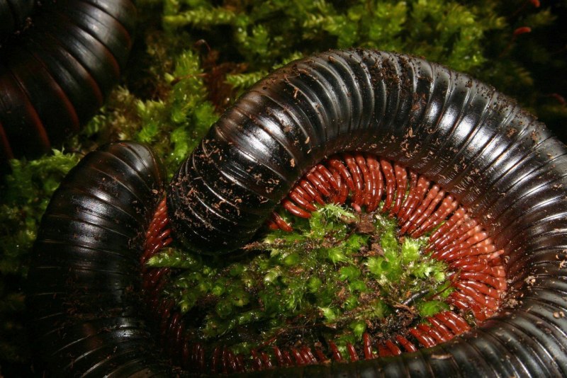 Гигантский кивсяк Archispirostreptus Gigas