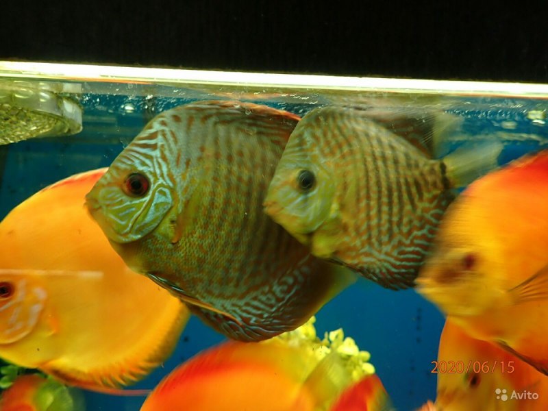 Discus ruderatus