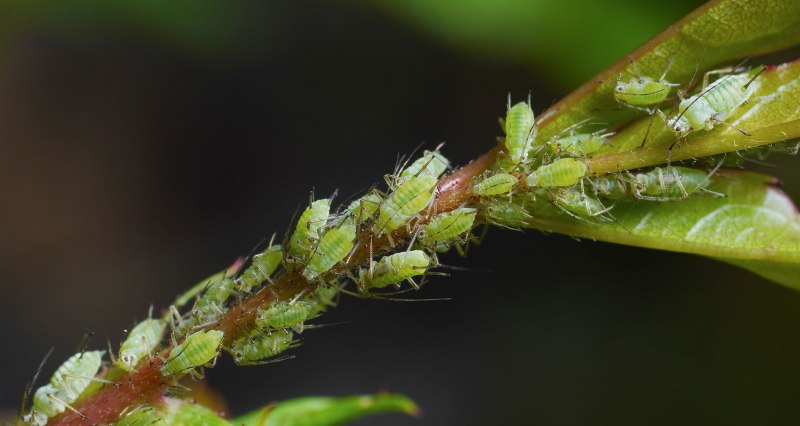 Phyllonorycter populifoliella