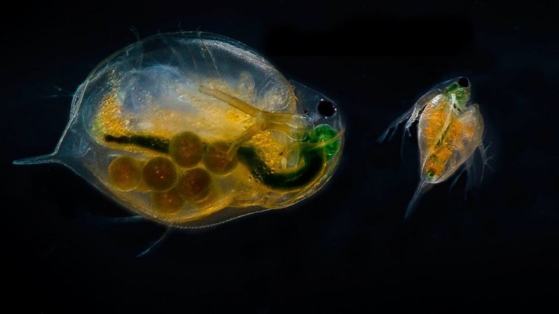 Daphnia pulex