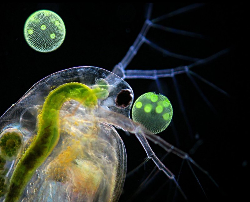 Daphnia pulex
