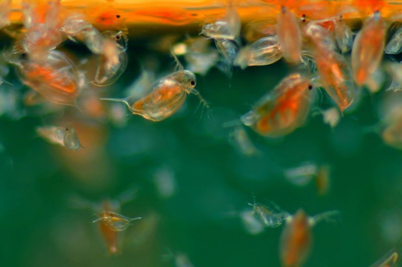 Daphnia longiremis