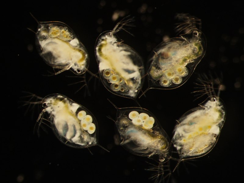Simocephalus vetulus