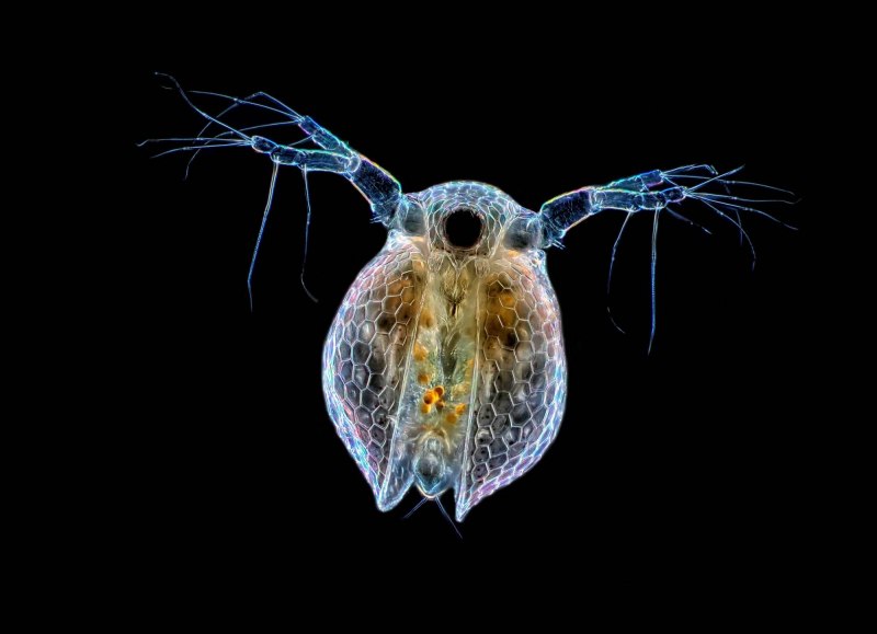 Wasserfloh