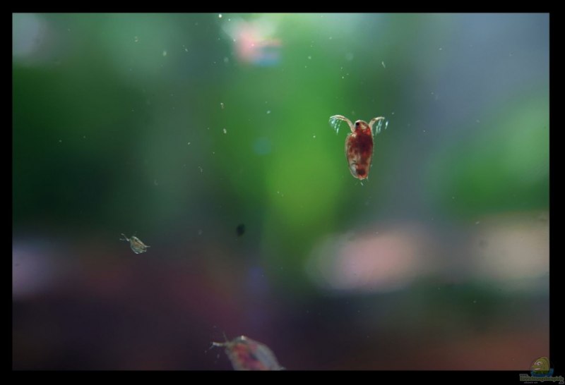 Daphnia longiremis