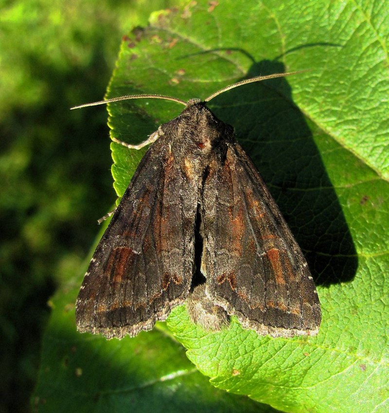 Melanchra persicariae гусеница