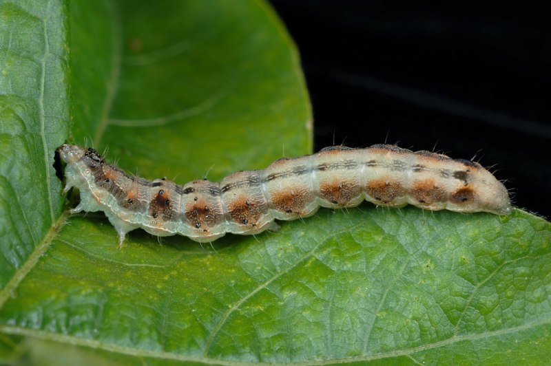 Lacanobia oleracea гусеница