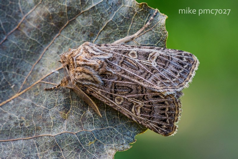 Agrotis Ipsilon (Hufnagel, 1766)