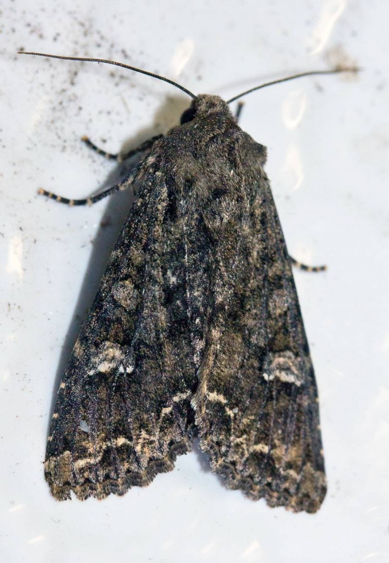Восклицательная совка (Agrotis exclamationis l)