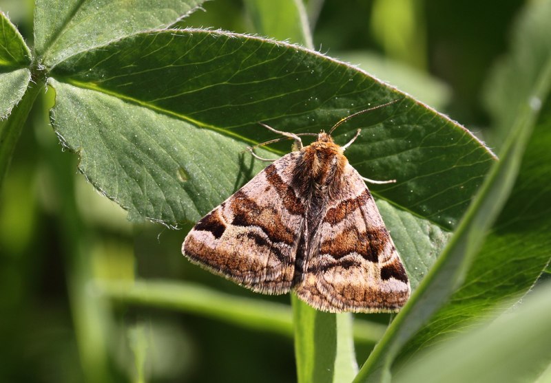 Озимая совка (Agrotis segetum),