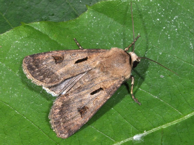Lacanobia oleracea гусеница
