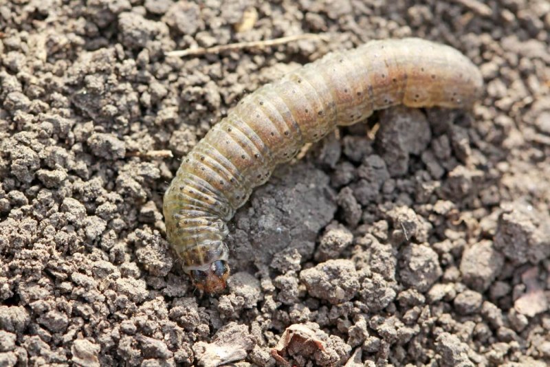 Mamestra oleracea гусеница