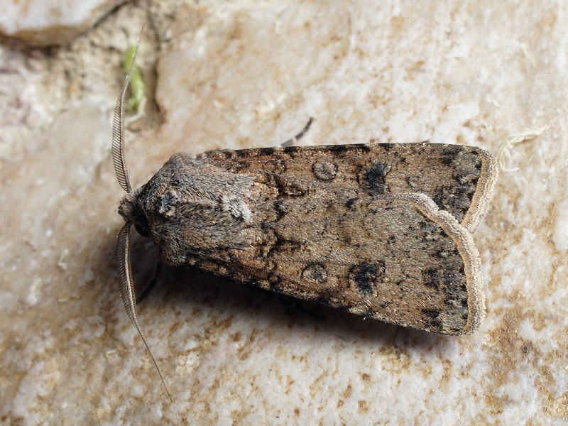 Восклицательная совка (Agrotis exclamationis l)