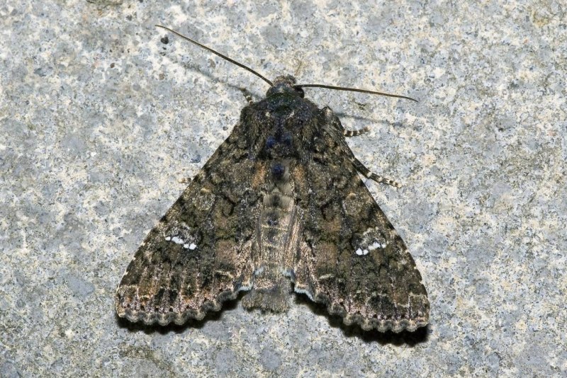Совка-гамма (Autographa Gamma l.)