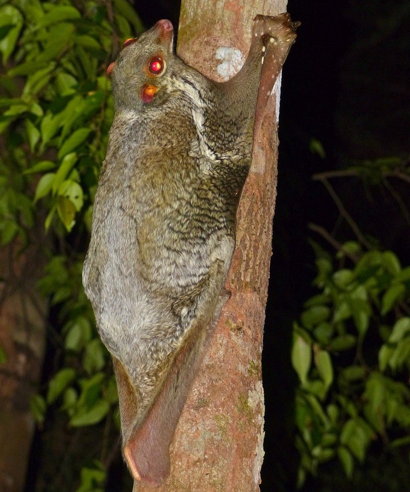 Sicyopterus cynocephalus