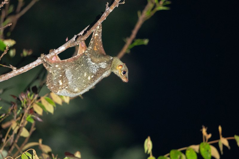 Sunda Colugo